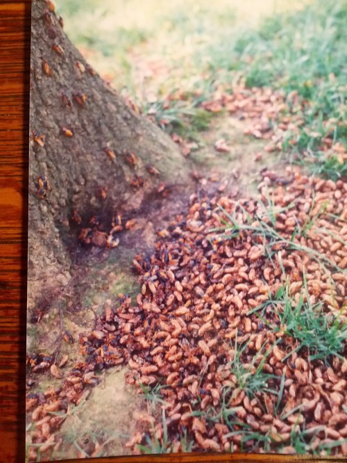 cicadas1998
