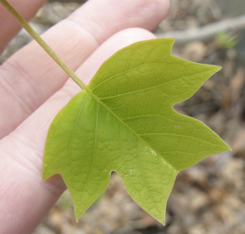 Liriodendron tulipifera