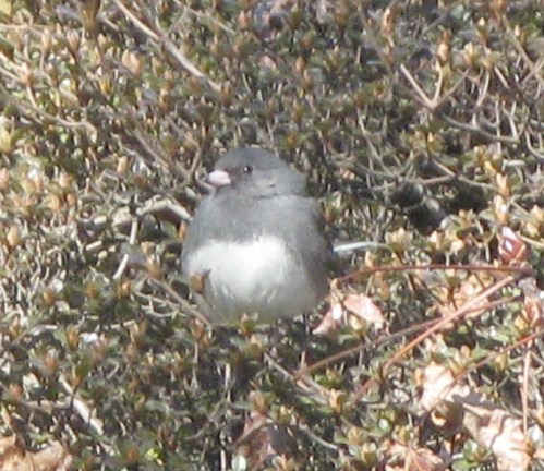 Junco hyemalis