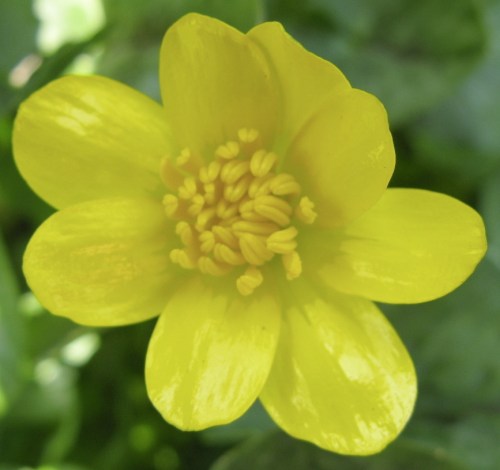 Ranunculus ficaria