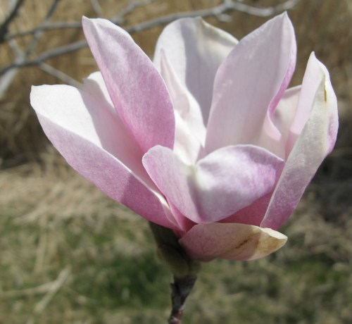 magnolia