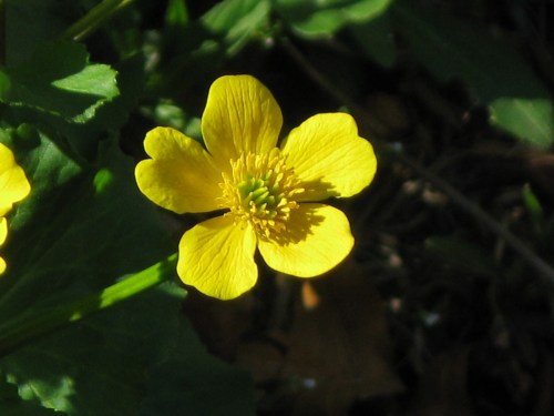 Caltha palustris