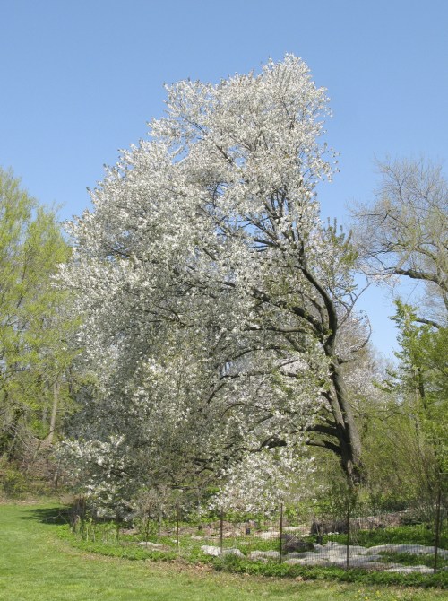 Prunus