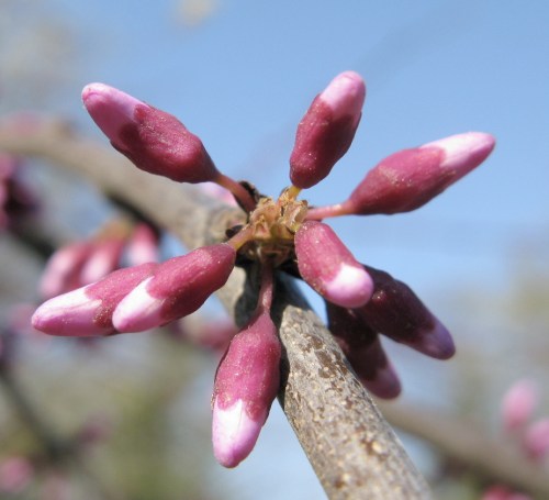 Cercis canadensis