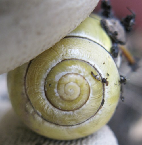 snail3
