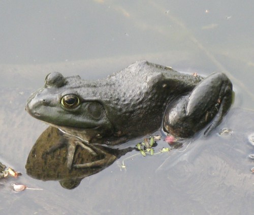 Rana catesbeiana
