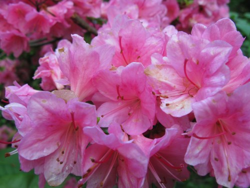 azalea1