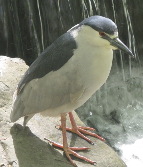 Nycticorax nycticorax