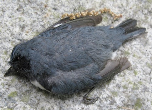 Setophaga caerulescens