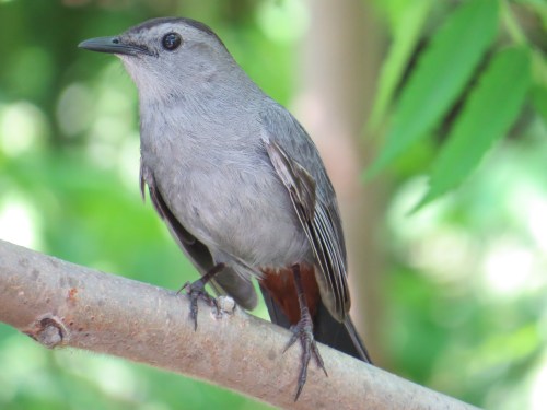 Dumetella carolinensis