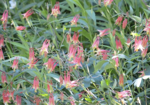 Aquilegia canadensis