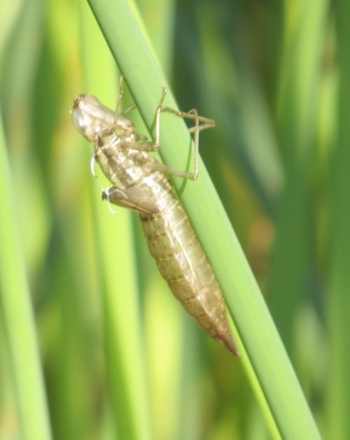 exuvia