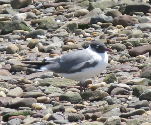 Leucophaeus atricilla