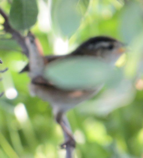 Cistothorus palustris