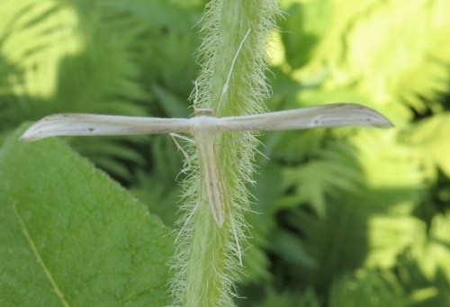 Emmelina monodactyla