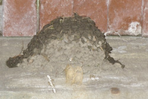 nest