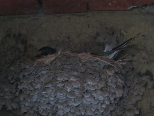Hirundo rustica