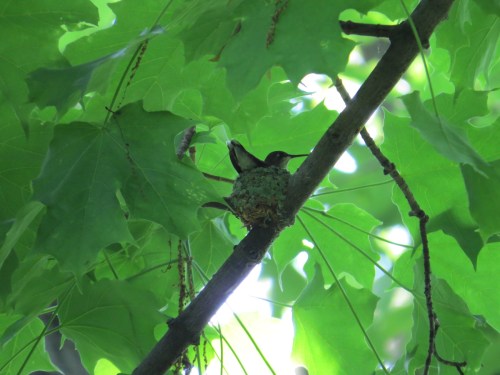 Archilochus colubris