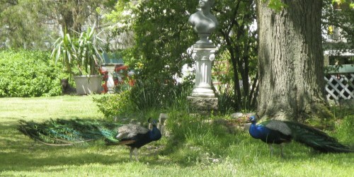 peacocks