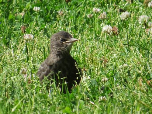 starling1