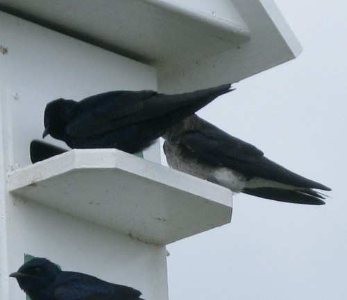 swallows3