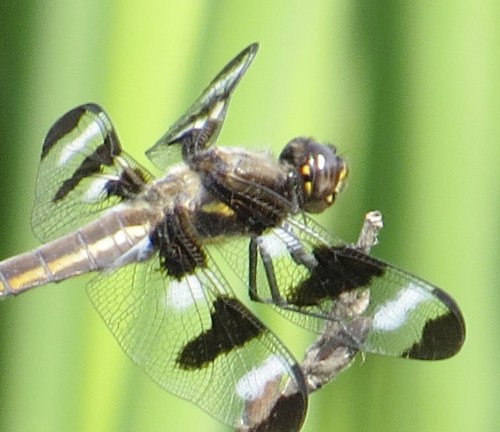 Libellula pulchella