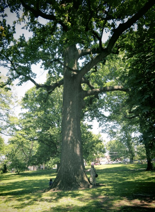 Liriodendron tulipifera