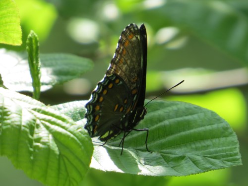 Limenitis arthemis