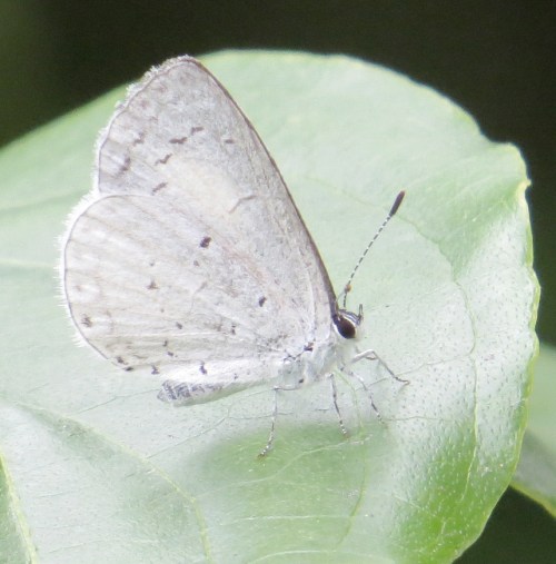 Celastrina