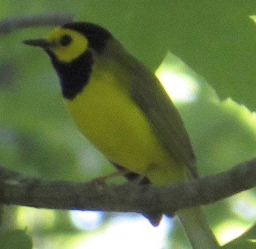 Setophaga citrina