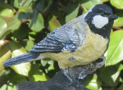 Parus major