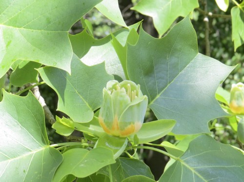 Liriodendron tulipifera