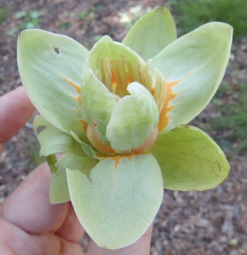 Liriodendron tulipifera