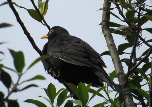 Turdus merula