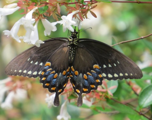 Papilio troilus