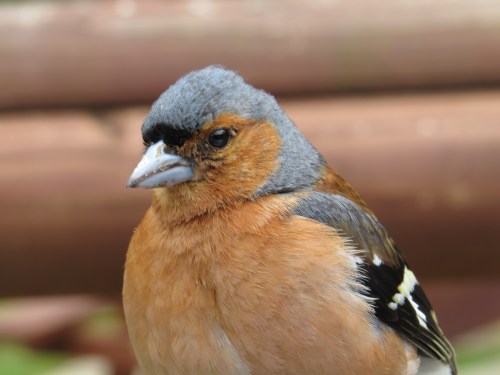 Fringilla coelebs
