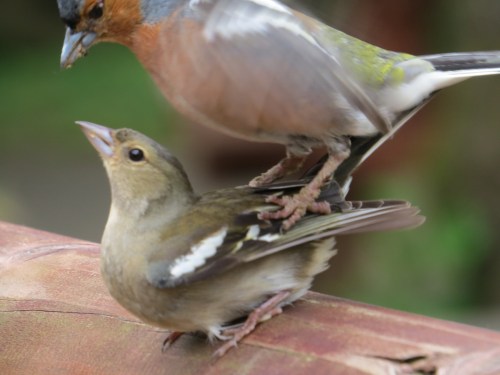 Fringilla coelebs