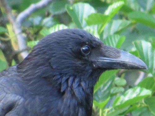 Corvus corone