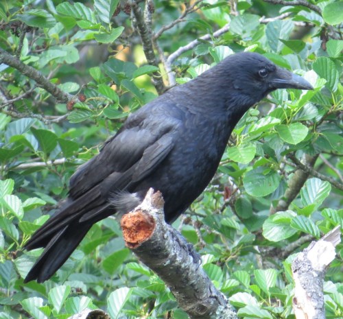 Corvus corone