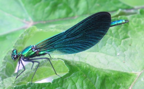 Calopteryx virgo