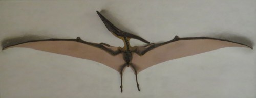 Pteranodon