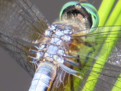 Pachydiplax longipennis