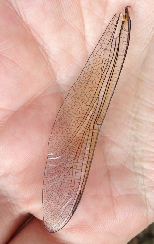 dragonfly wing