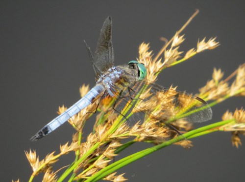 Pachydiplax longipennis