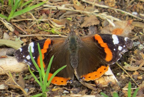 Vanessa atalanta