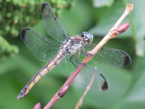 Libellula vibrans