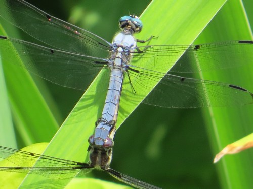 Libellula vibrans
