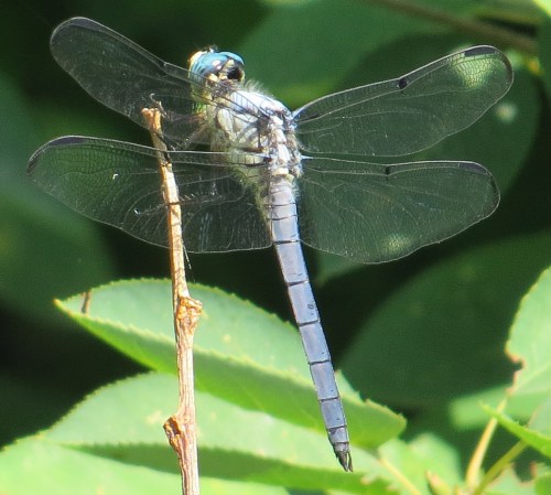 Libellula vibrans