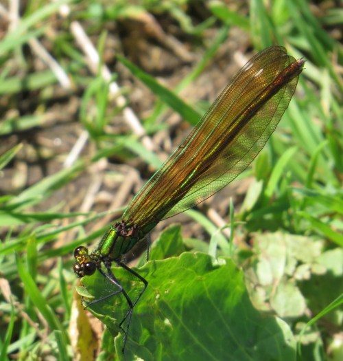 Calopteryx splendens