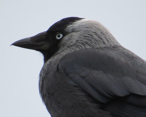 Corvus monedula